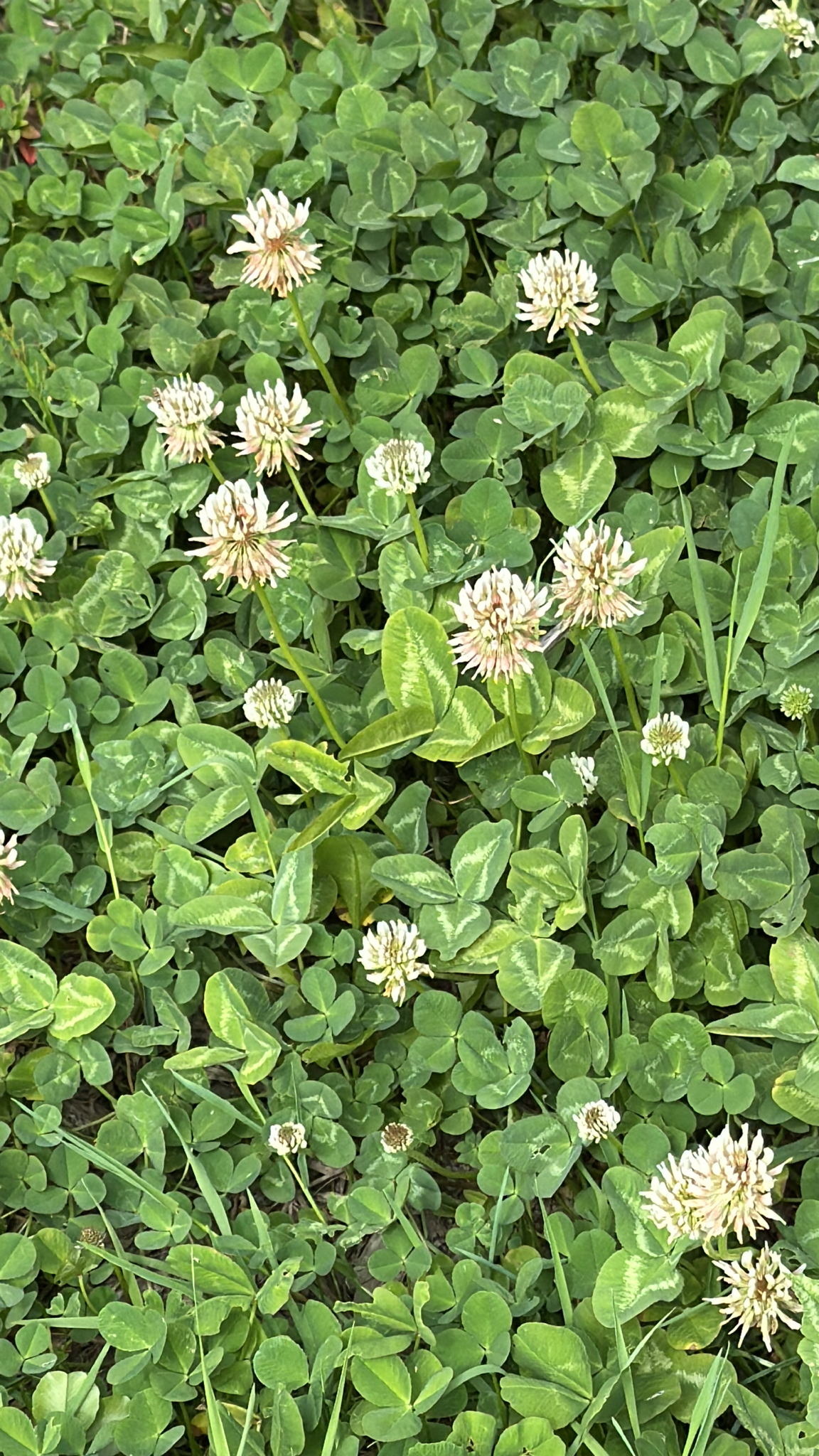 Trifolium repens