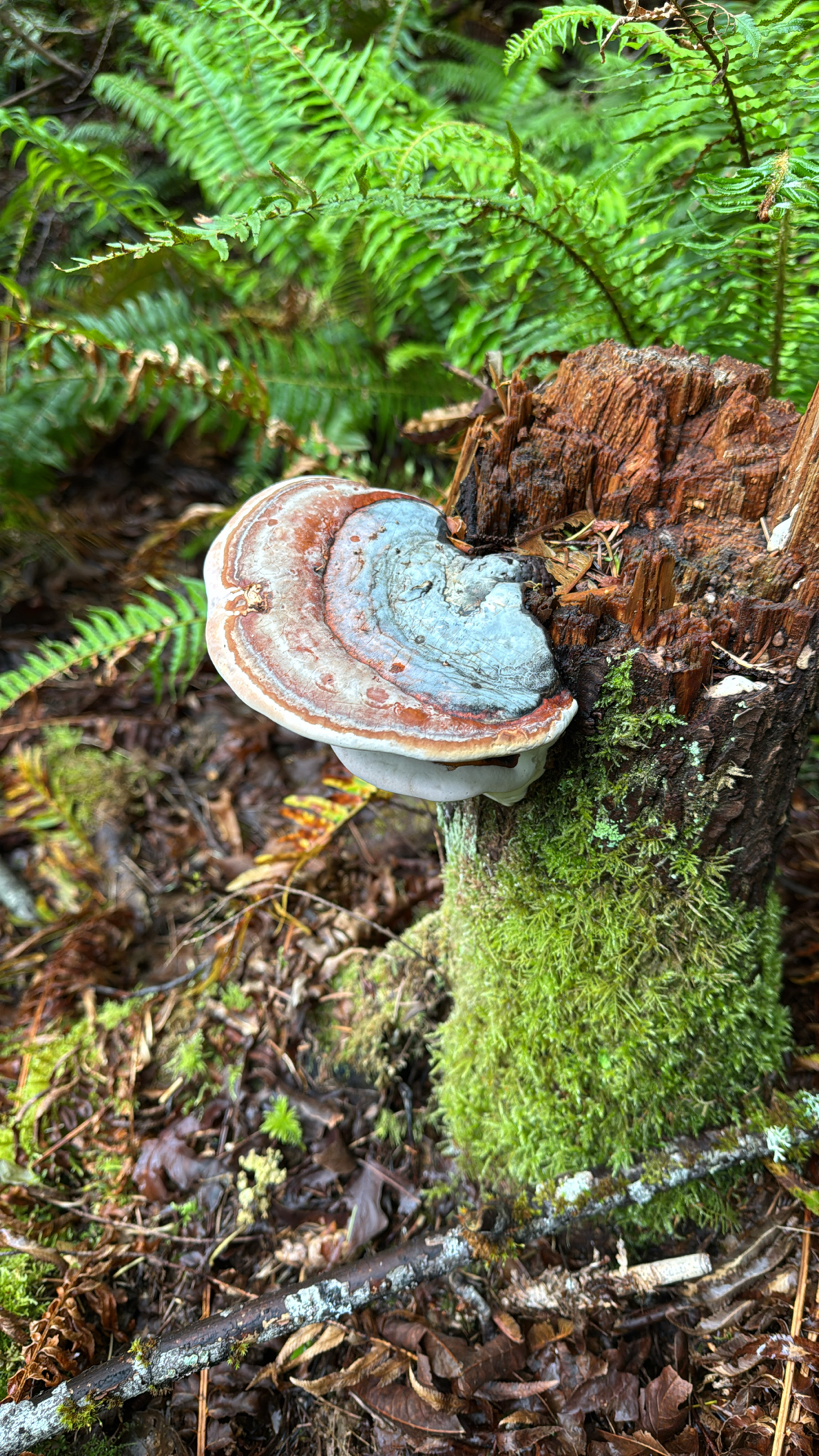 Fomitopsis mounceae