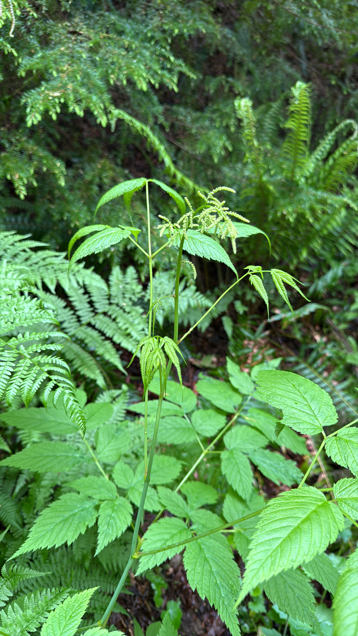 Aruncus dioicus