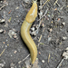 Pacific Banana Slug