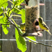 Lesser Goldfinch