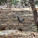 Western Gray Squirrel