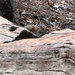 Merriam's Chipmunk