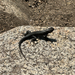 Southern Sagebrush Lizard