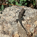 Southern Sagebrush Lizard