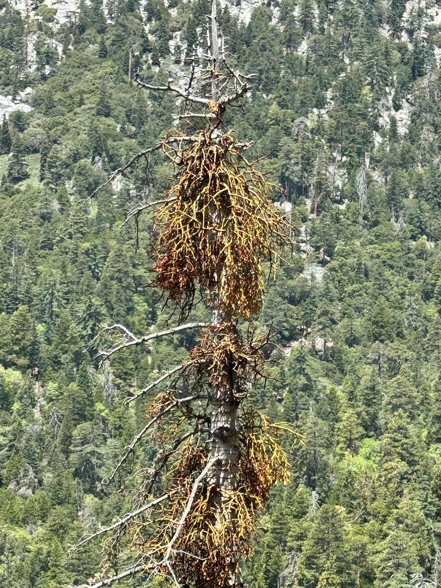 Phoradendron pauciflorum