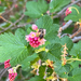 mountain pink currant