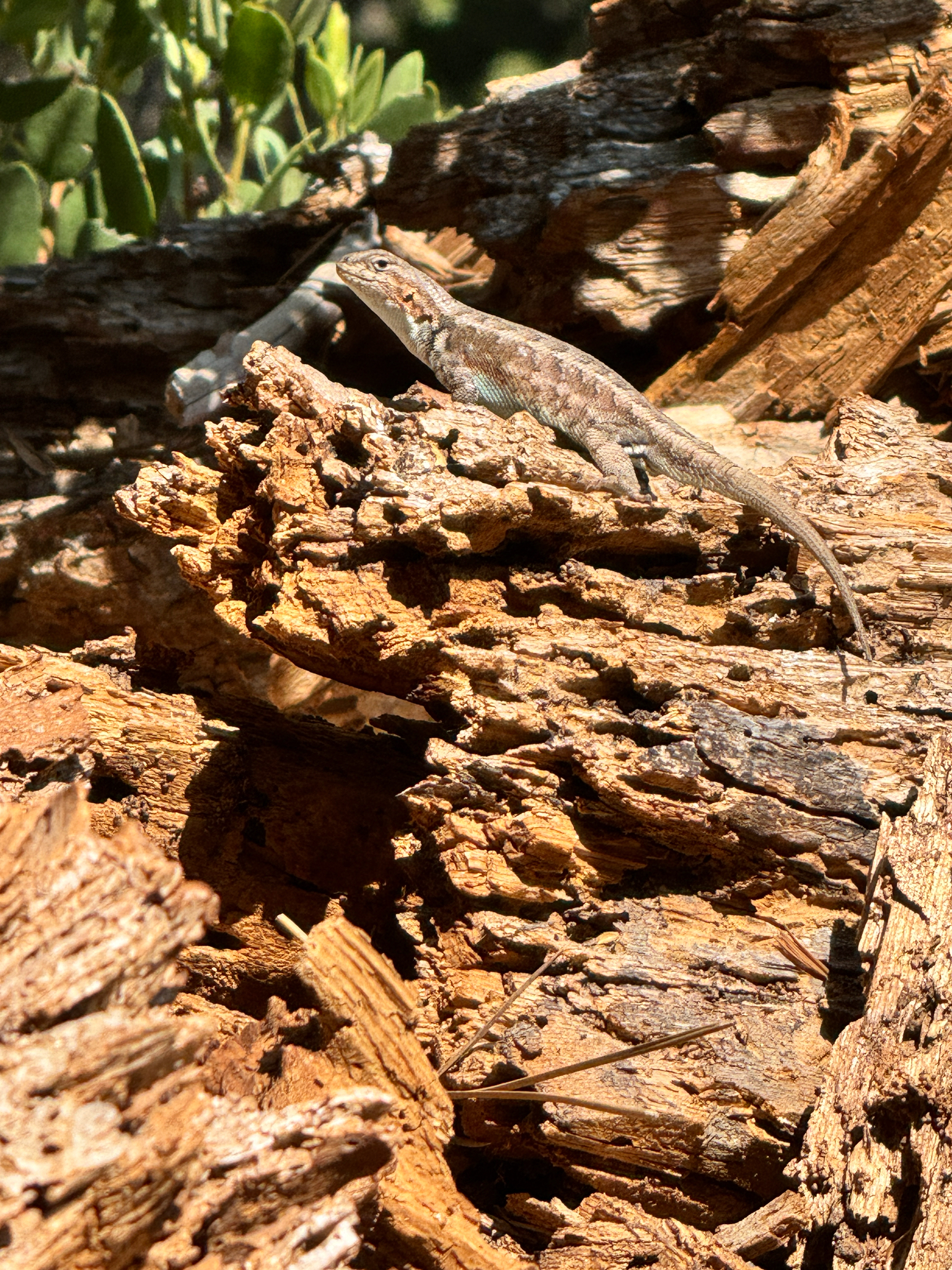 Sceloporus vandenburgianus