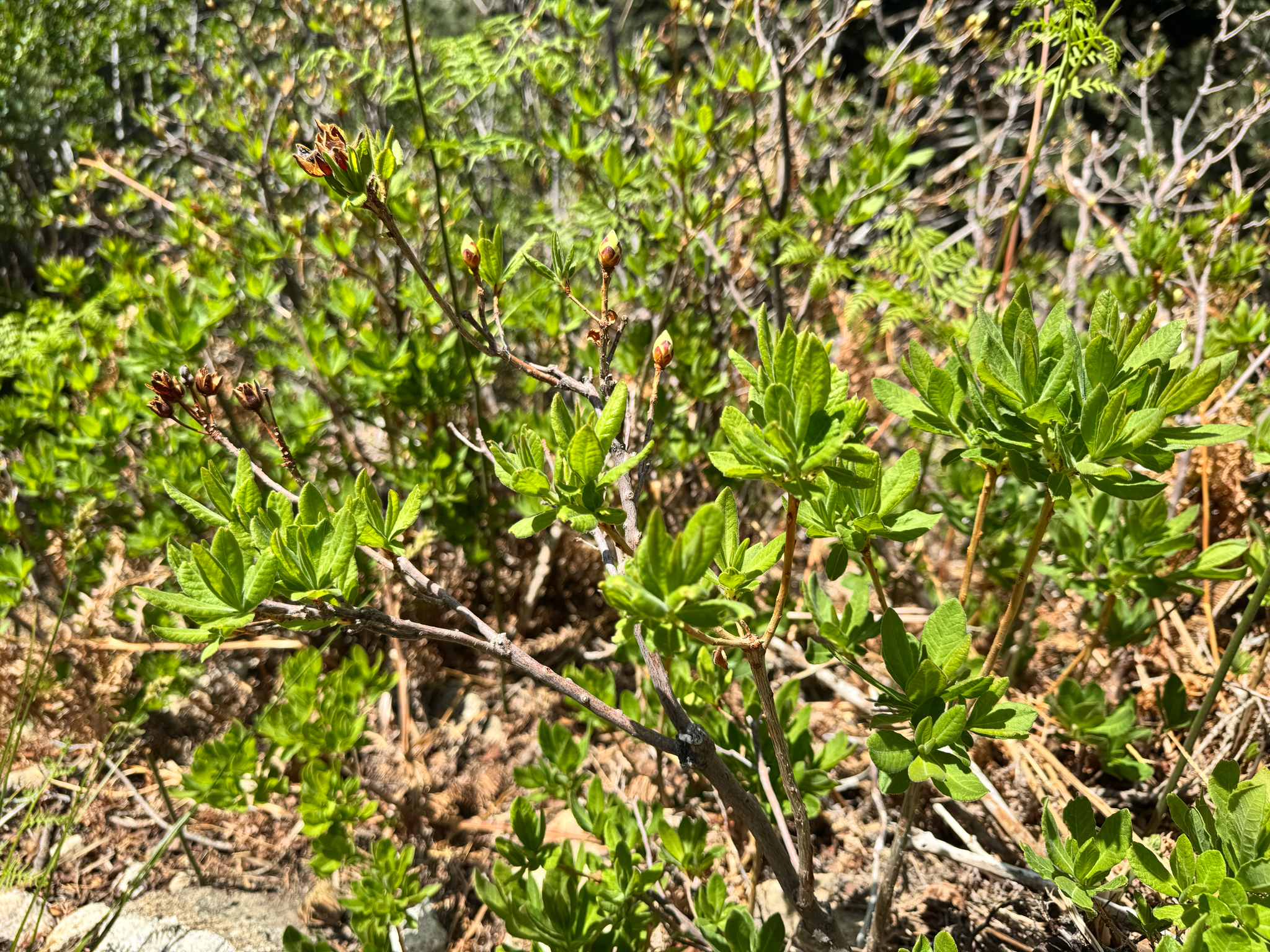 Rhododendron occidentale