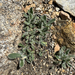Prickly Hawkweed