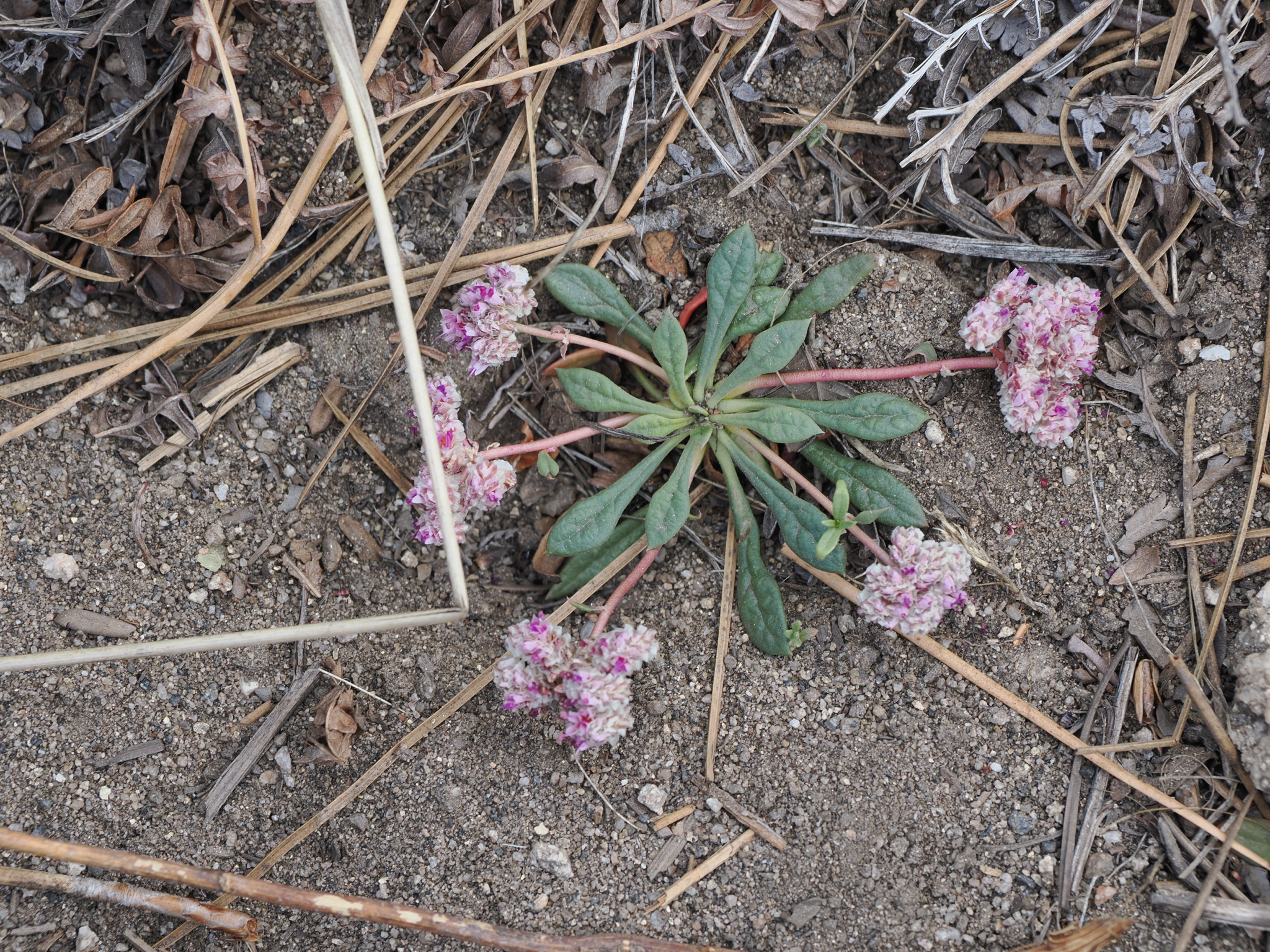 Calyptridium monospermum