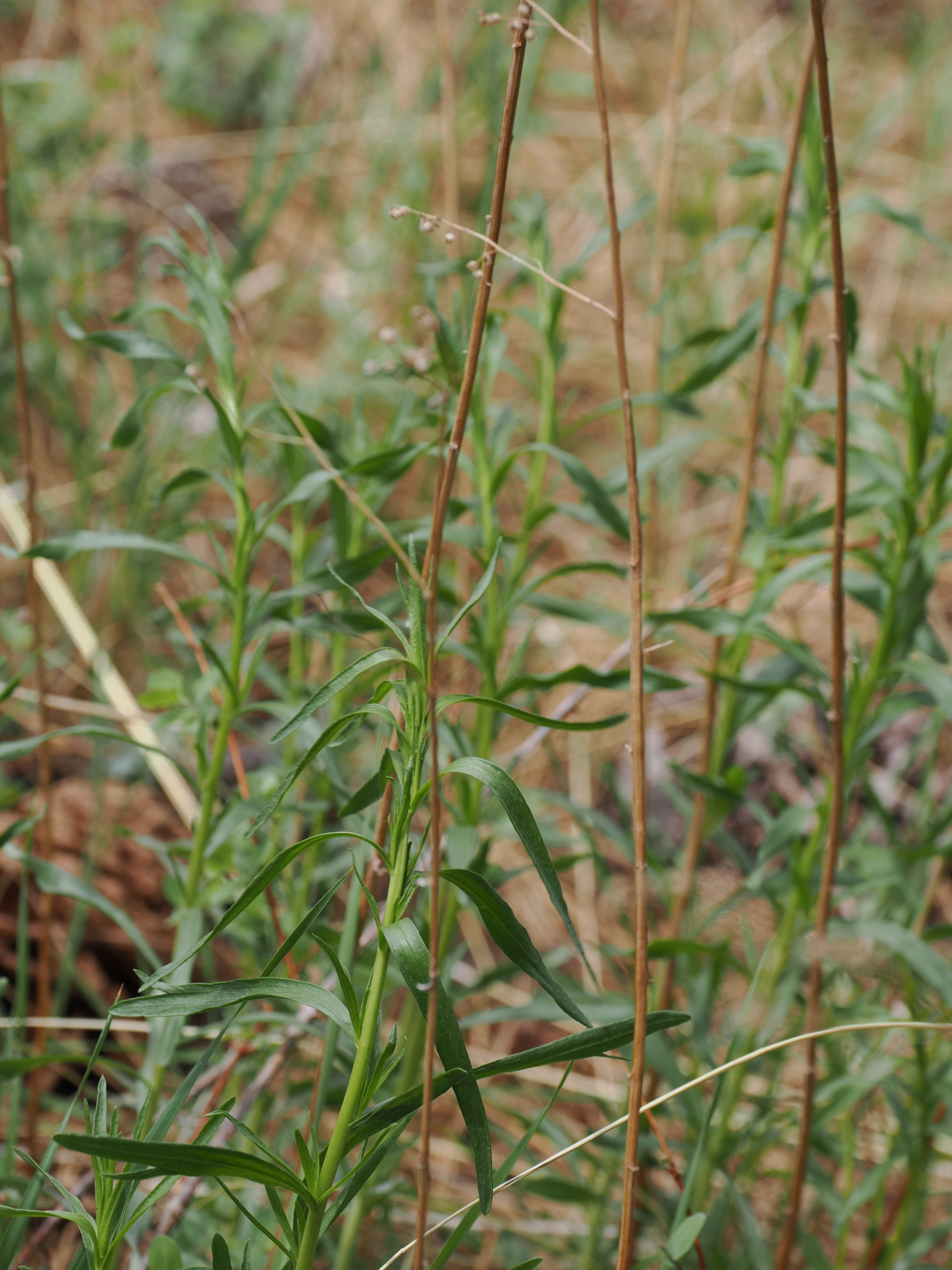 Artemisia dracunculus