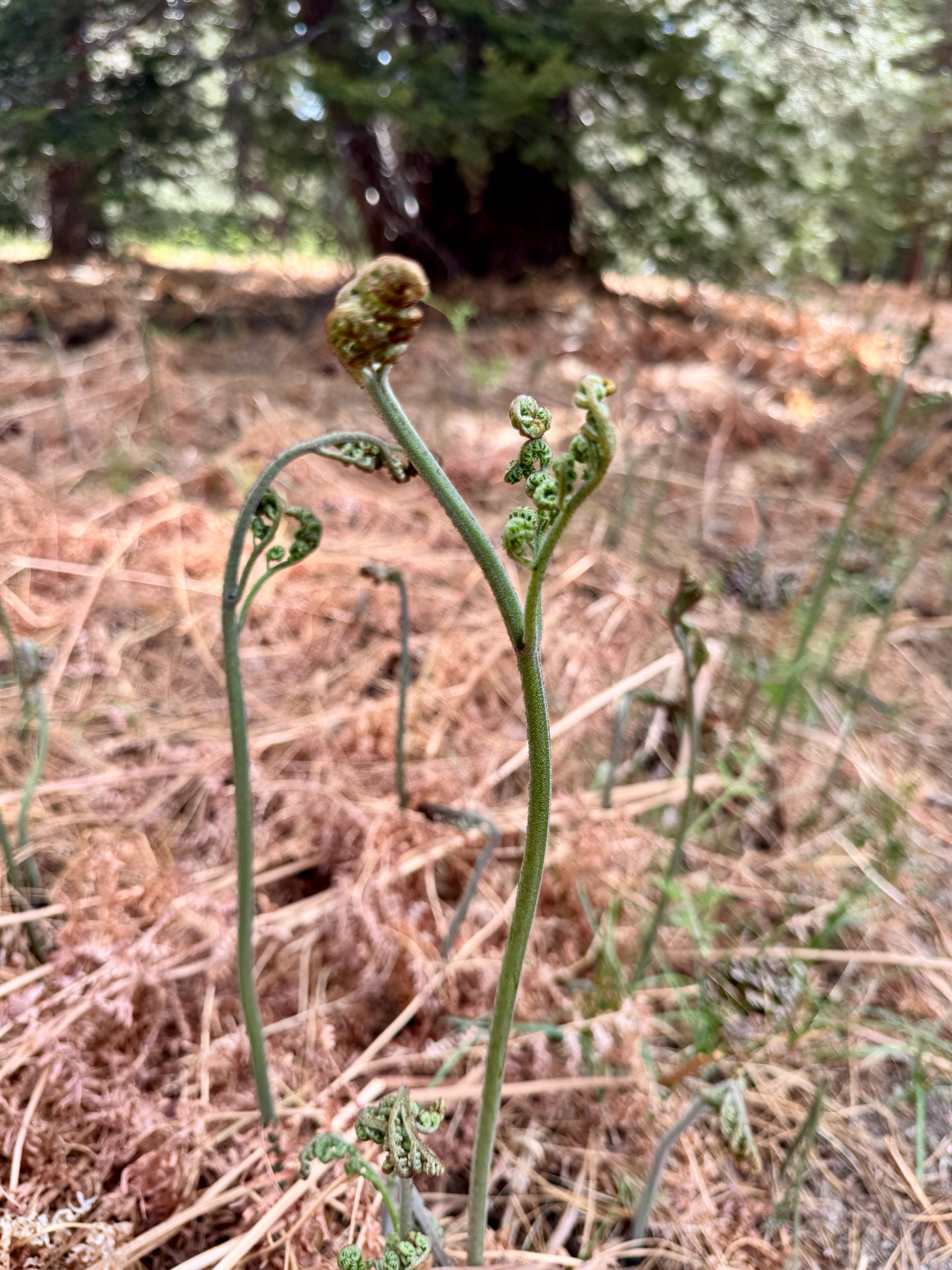 Pteridium aquilinum pubescens