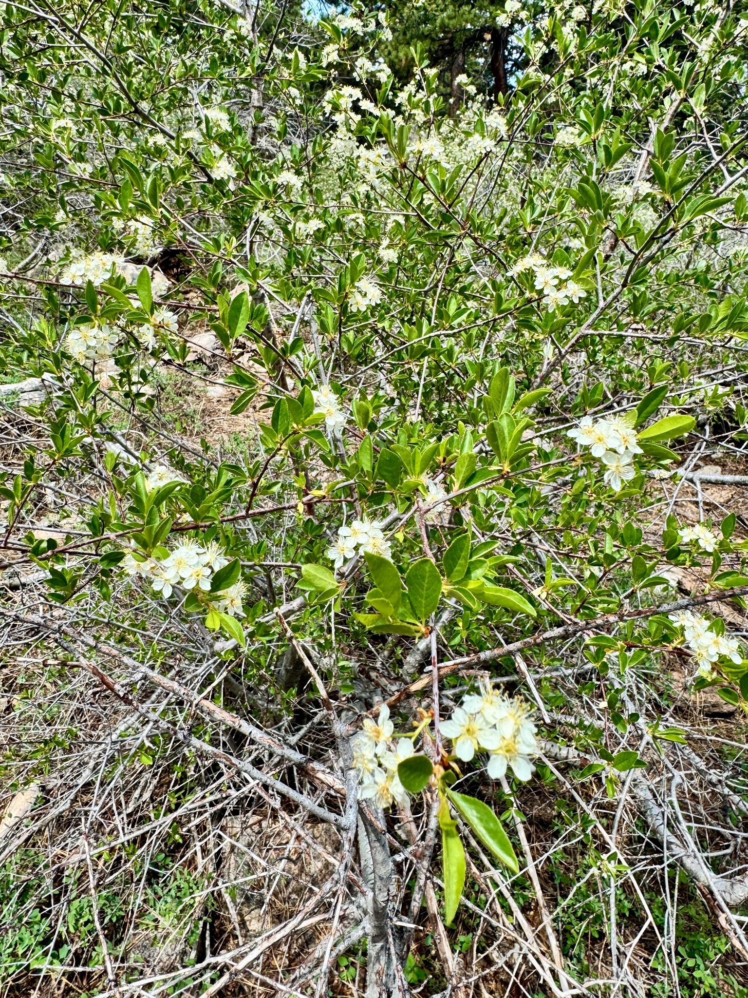 Prunus emarginata