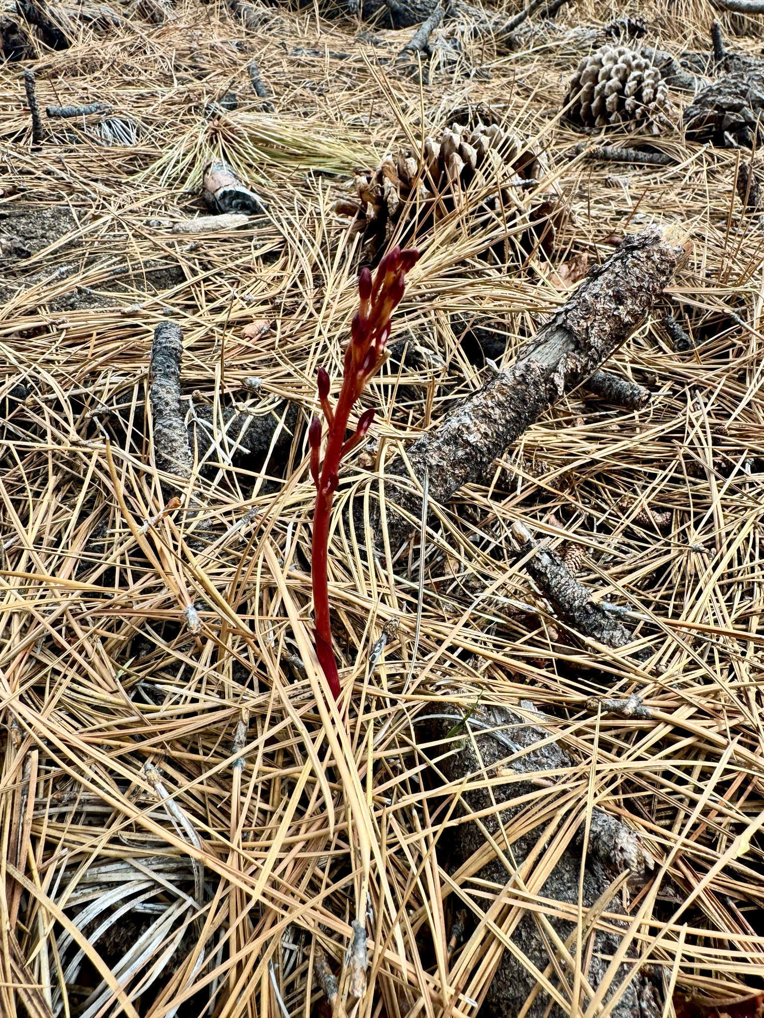 Corallorhiza maculata