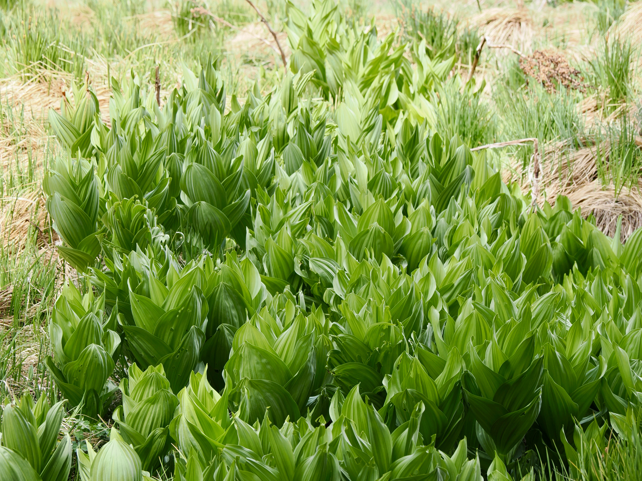 Veratrum californicum
