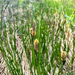Carex sect. Phacocystis