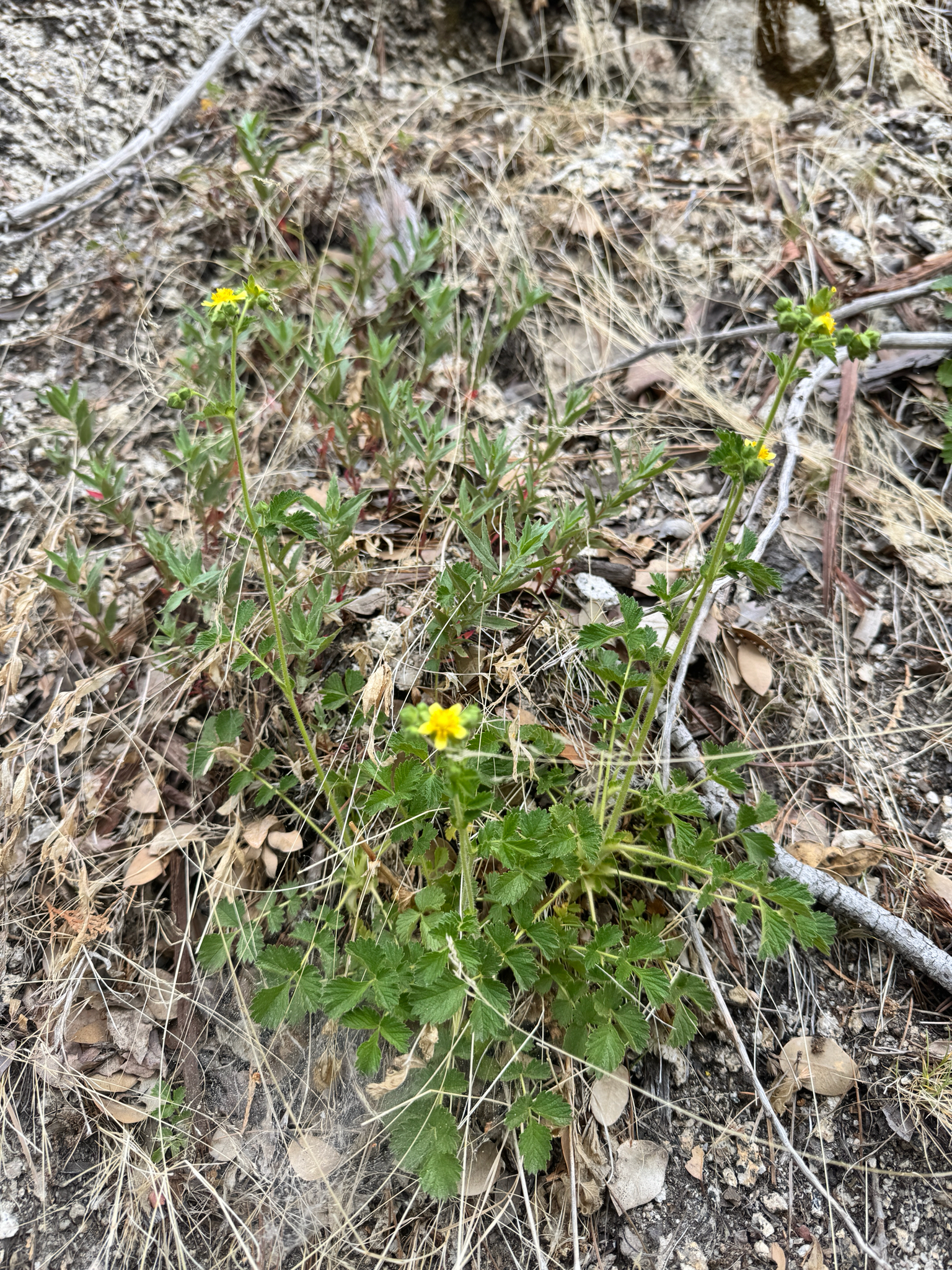 Drymocallis glandulosa