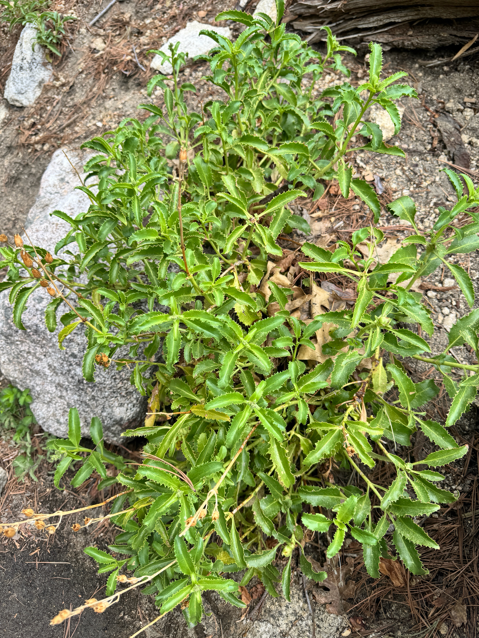 Penstemon grinnellii