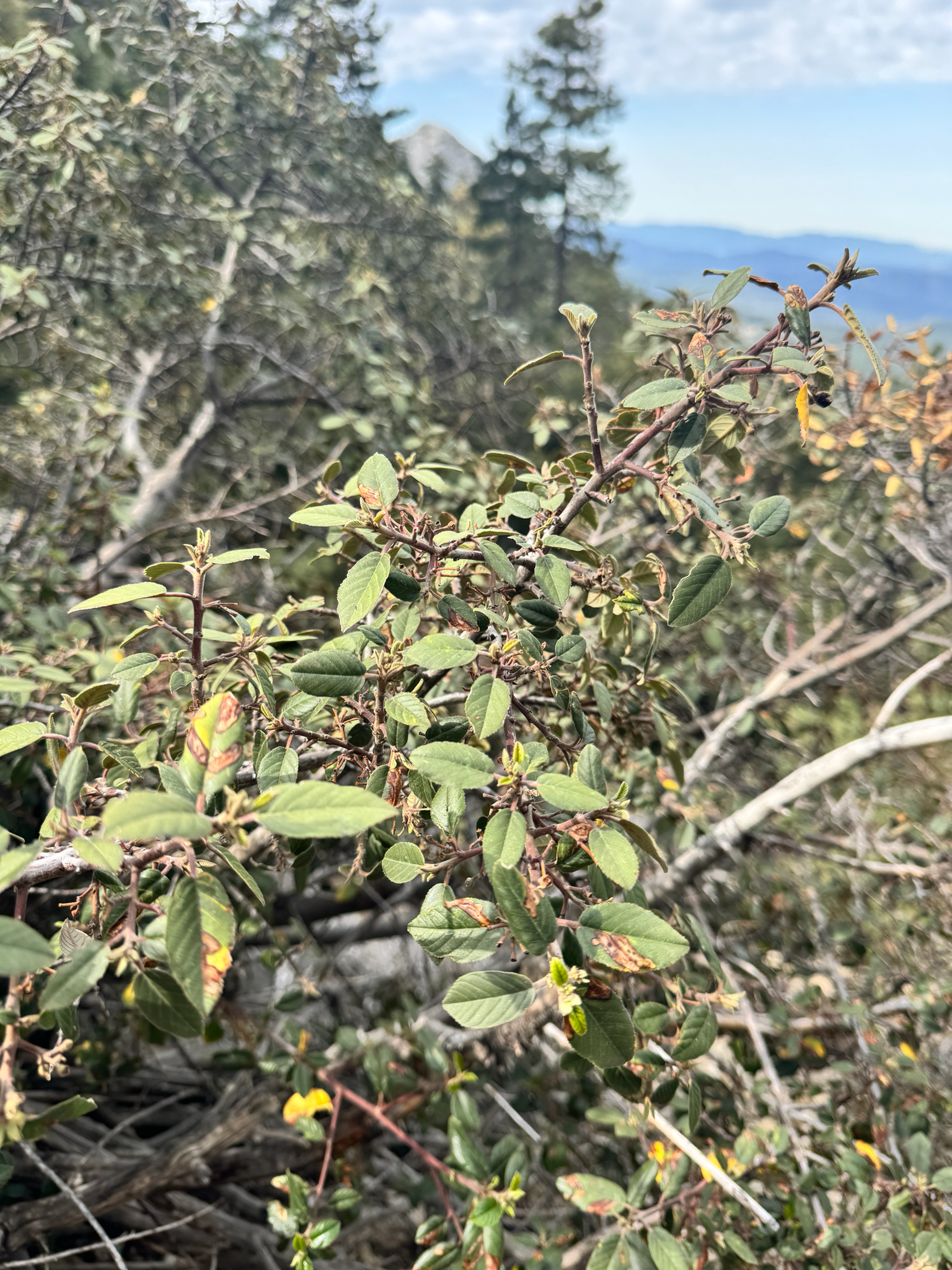Frangula californica