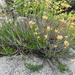 Rubber Rabbitbrush