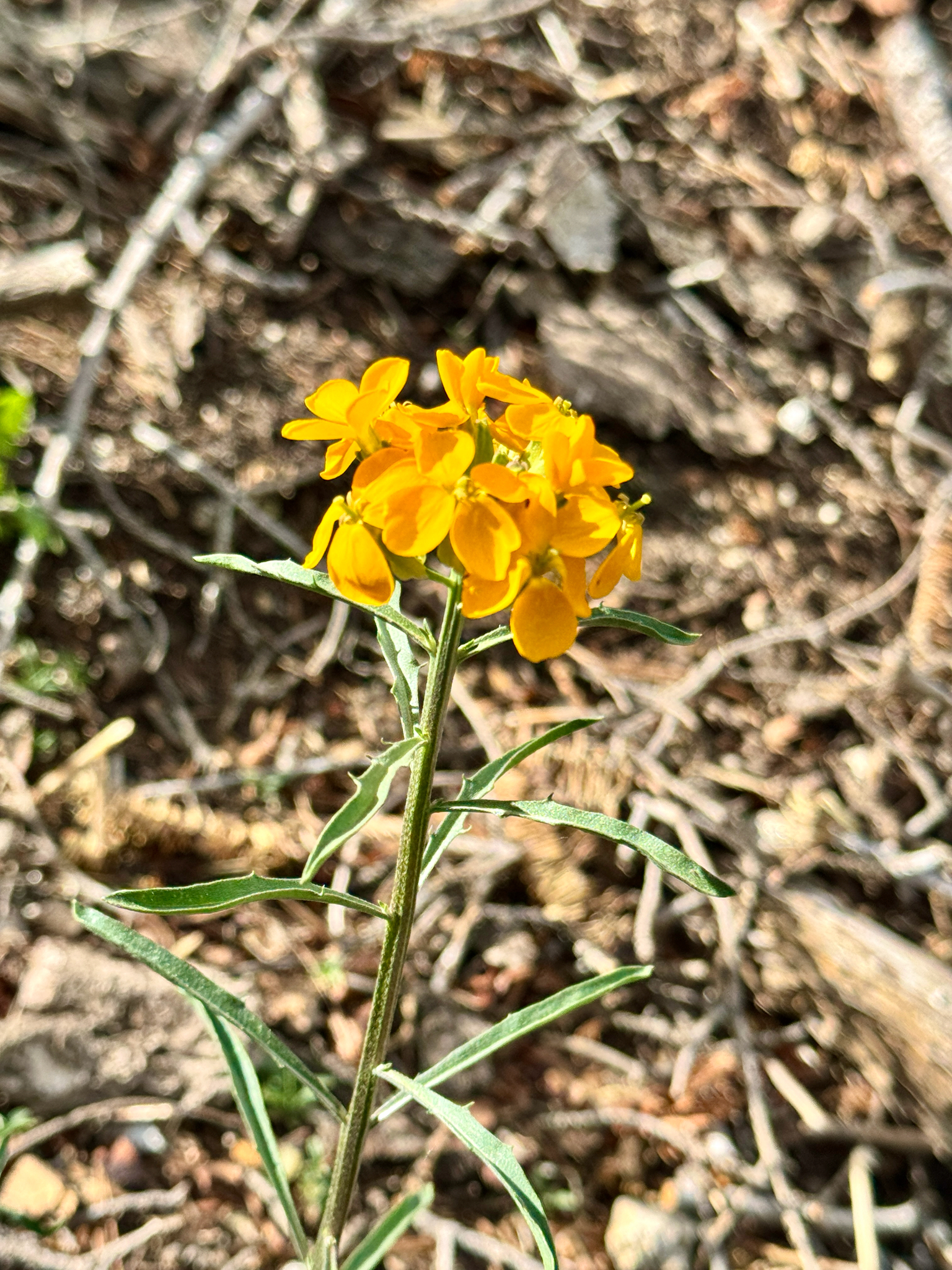 Erysimum capitatum