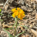 Western Wallflower