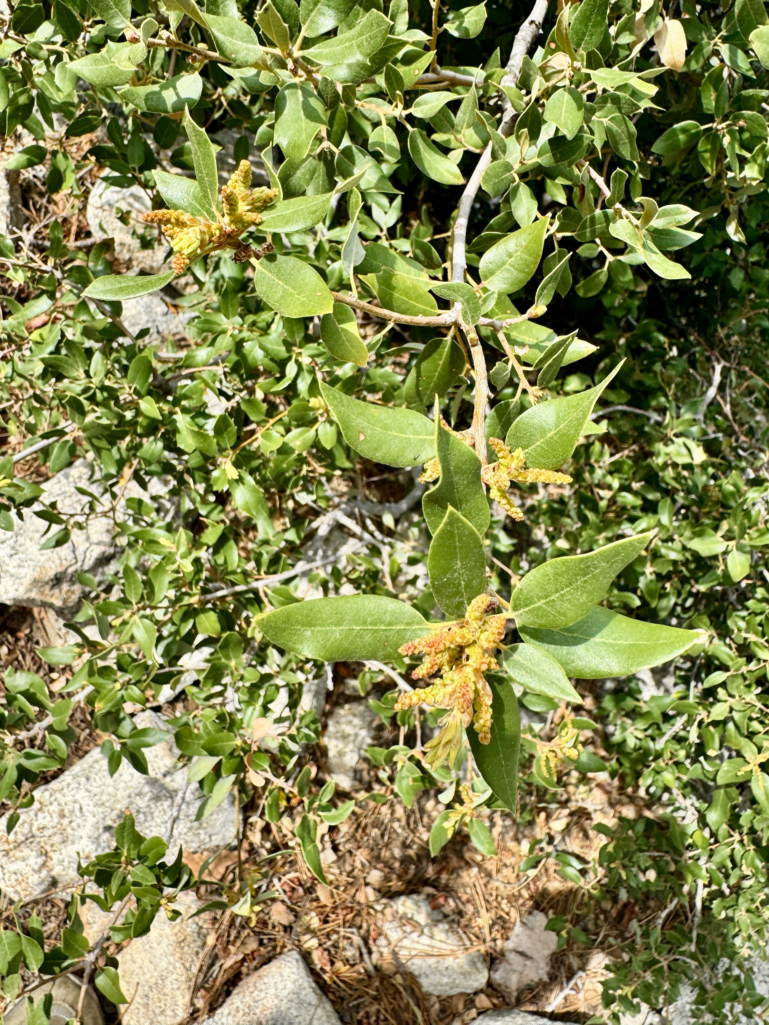 Quercus chrysolepis