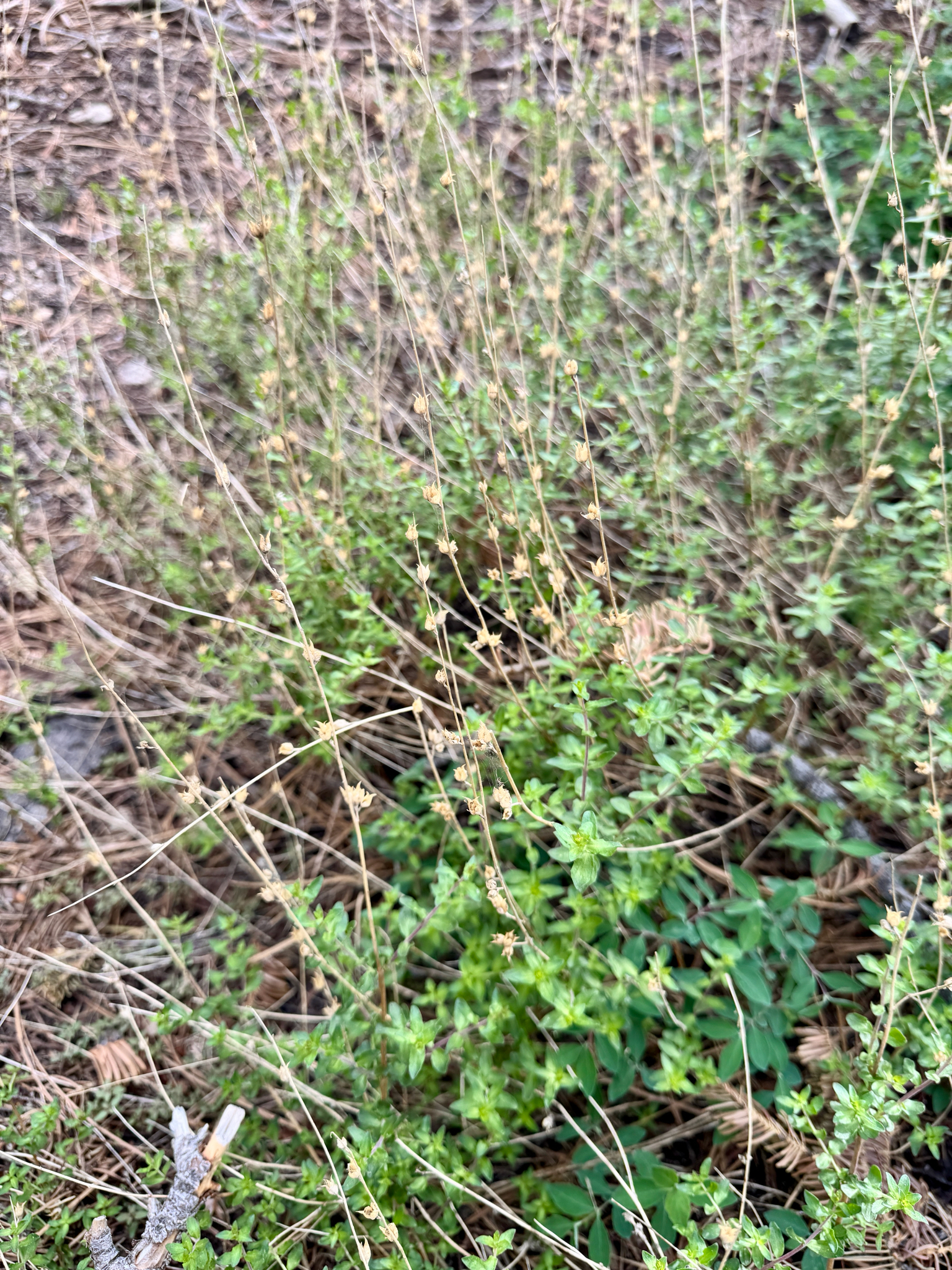 Keckiella rothrockii