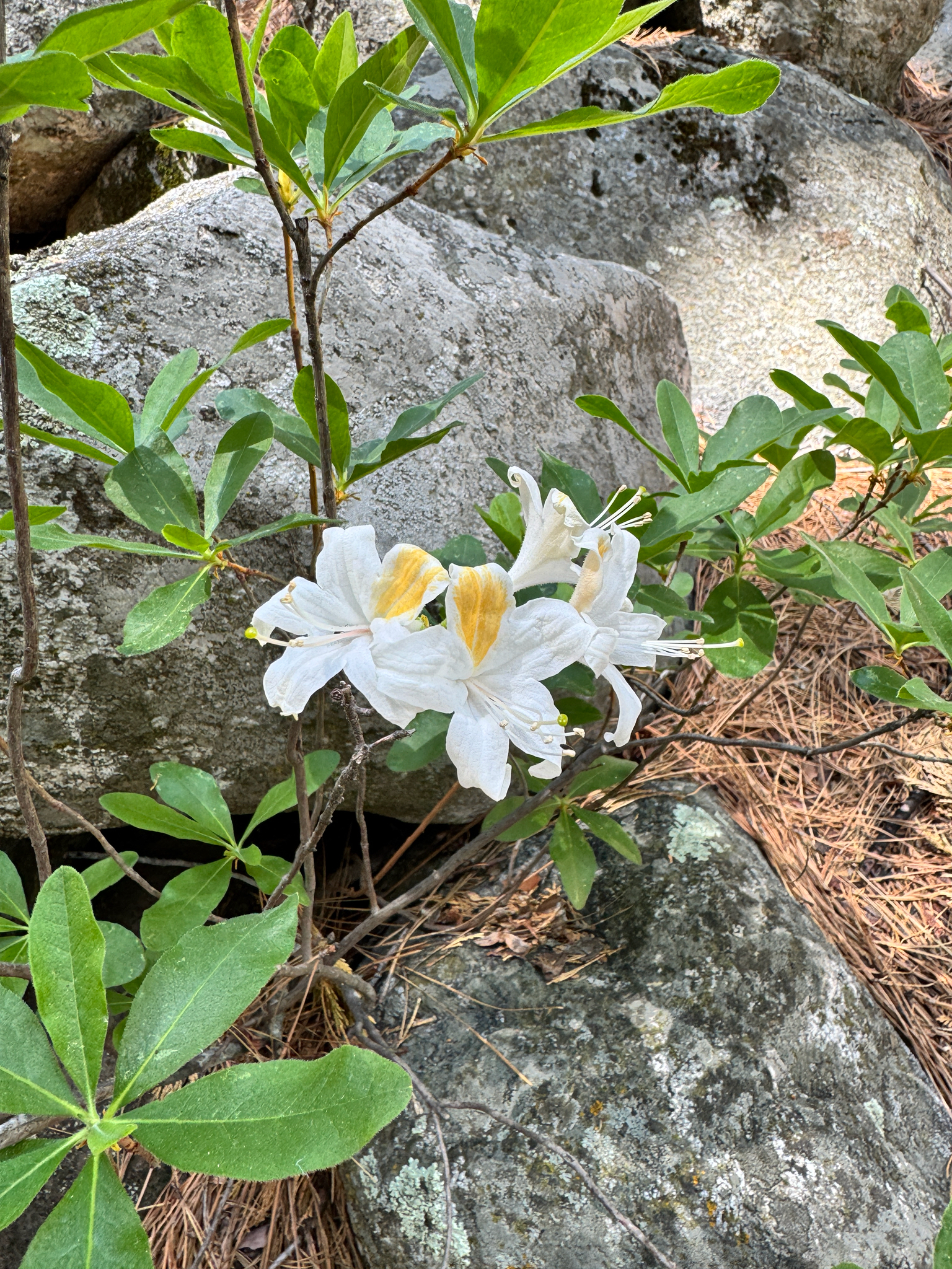 Rhododendron occidentale