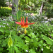 western columbine