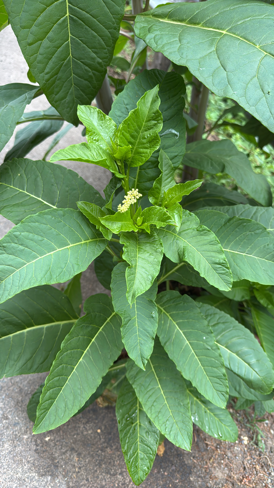 Phytolacca americana