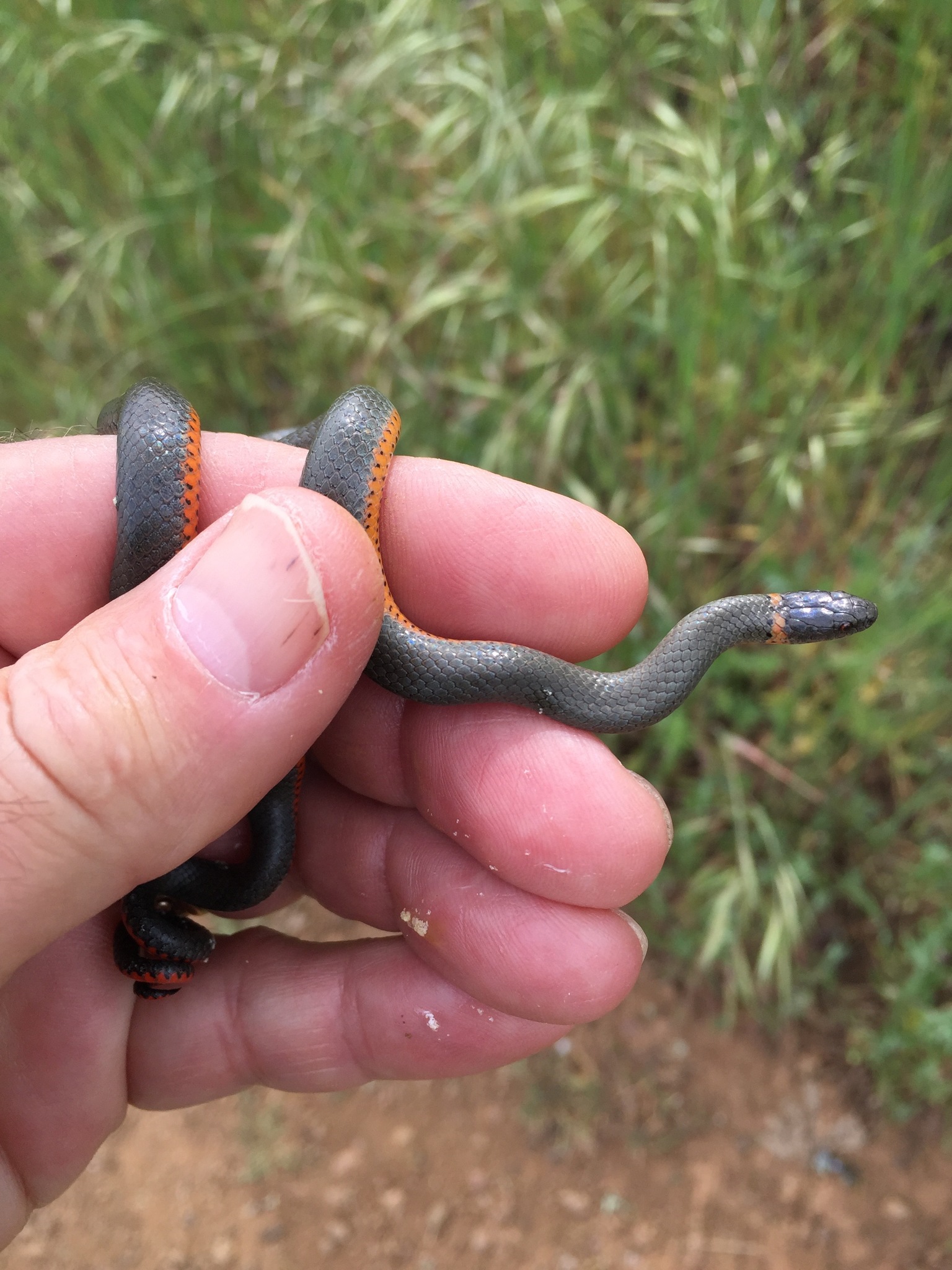 Diadophis punctatus amabilis