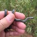 Pacific Ringneck Snake