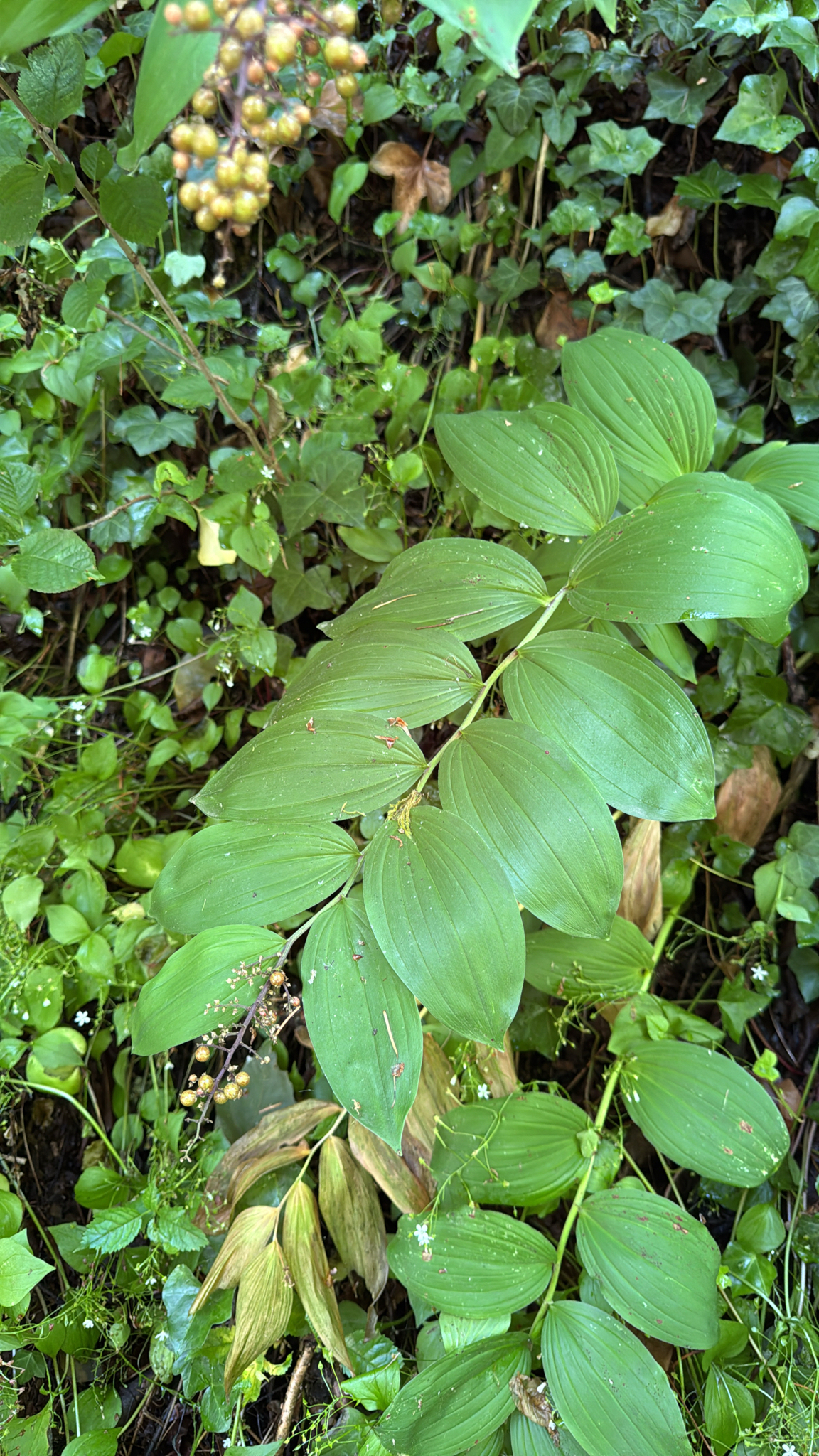 Maianthemum racemosum