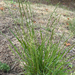 Perennial Ryegrass