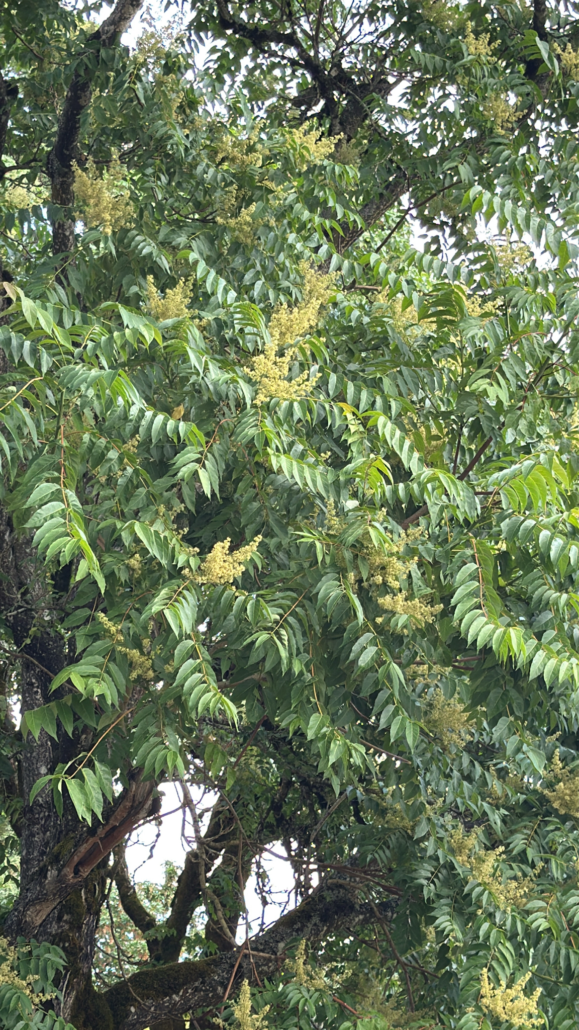 Ailanthus altissima