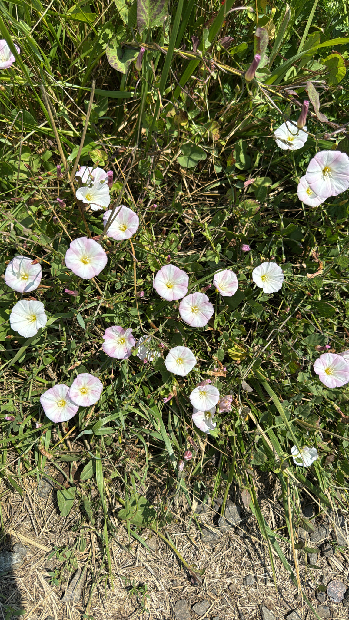 Convolvulus arvensis