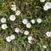field bindweed