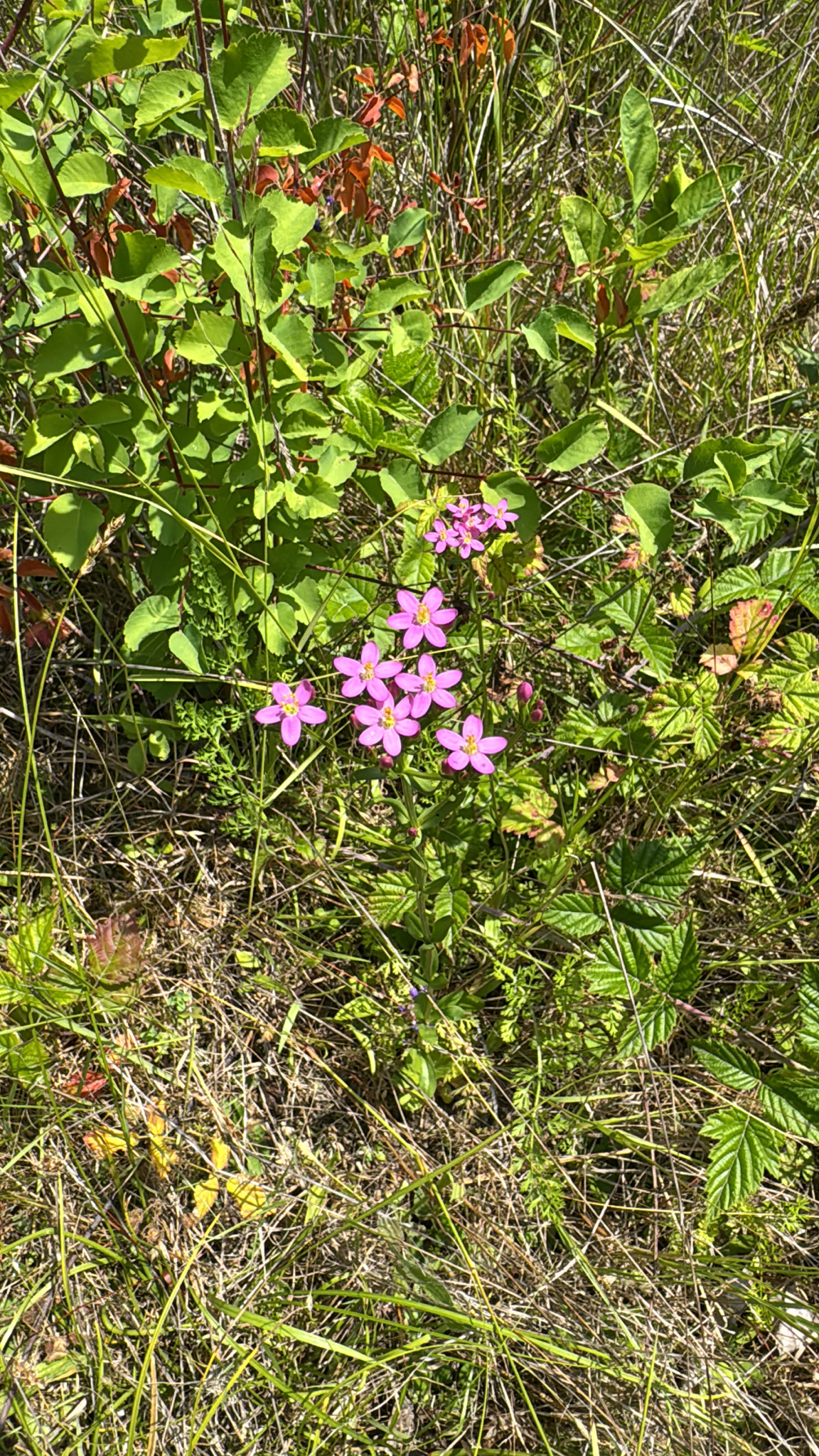 Centaurium erythraea