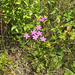 Common centaury