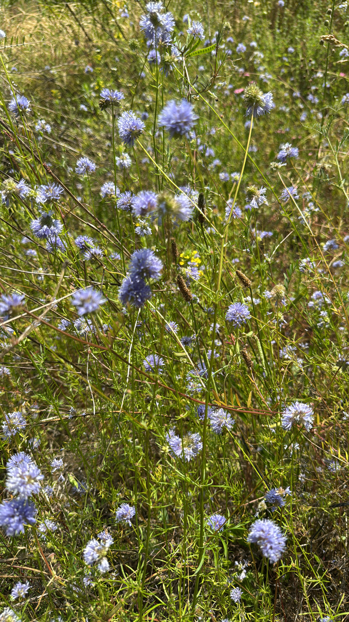 Gilia capitata