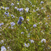bluehead gilia