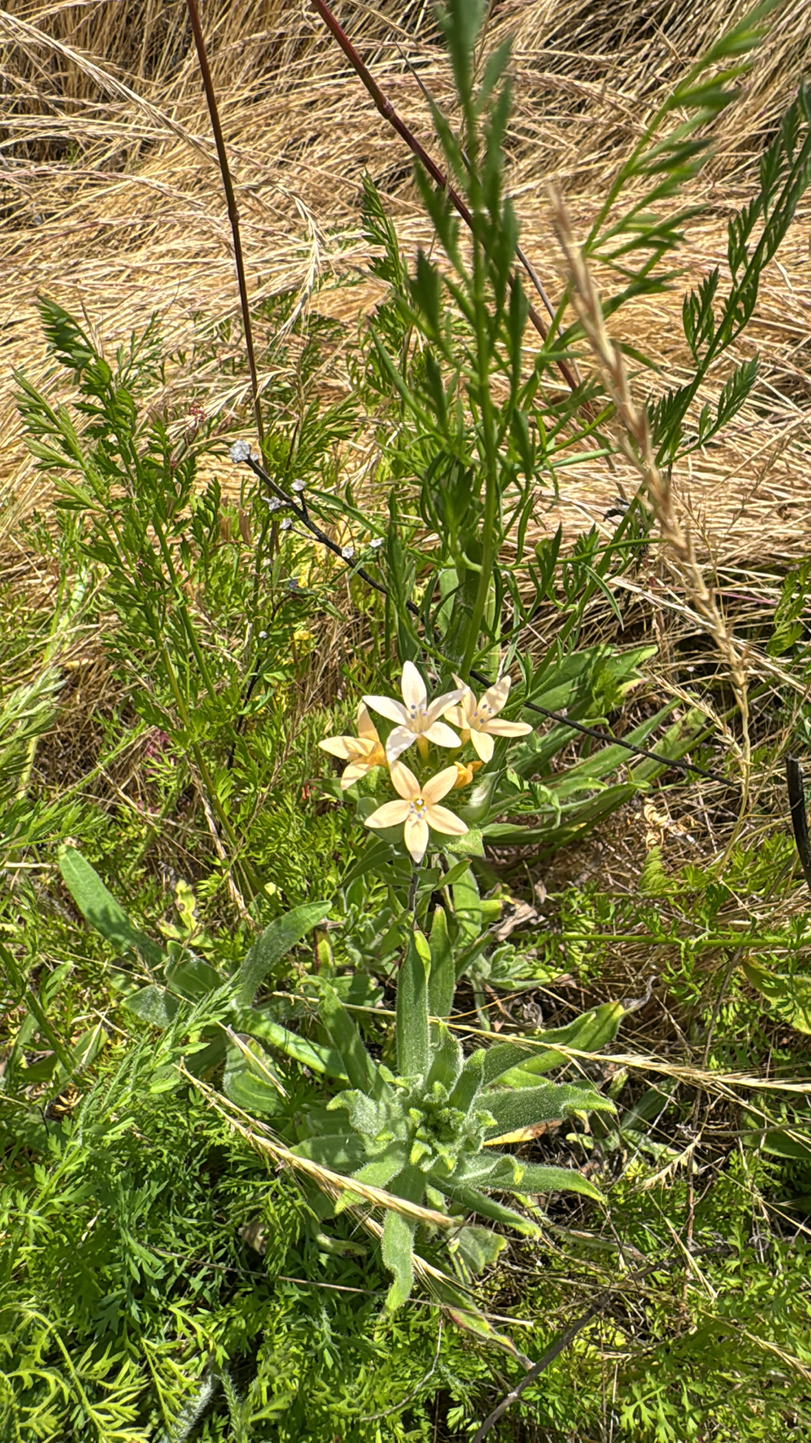 Collomia grandiflora