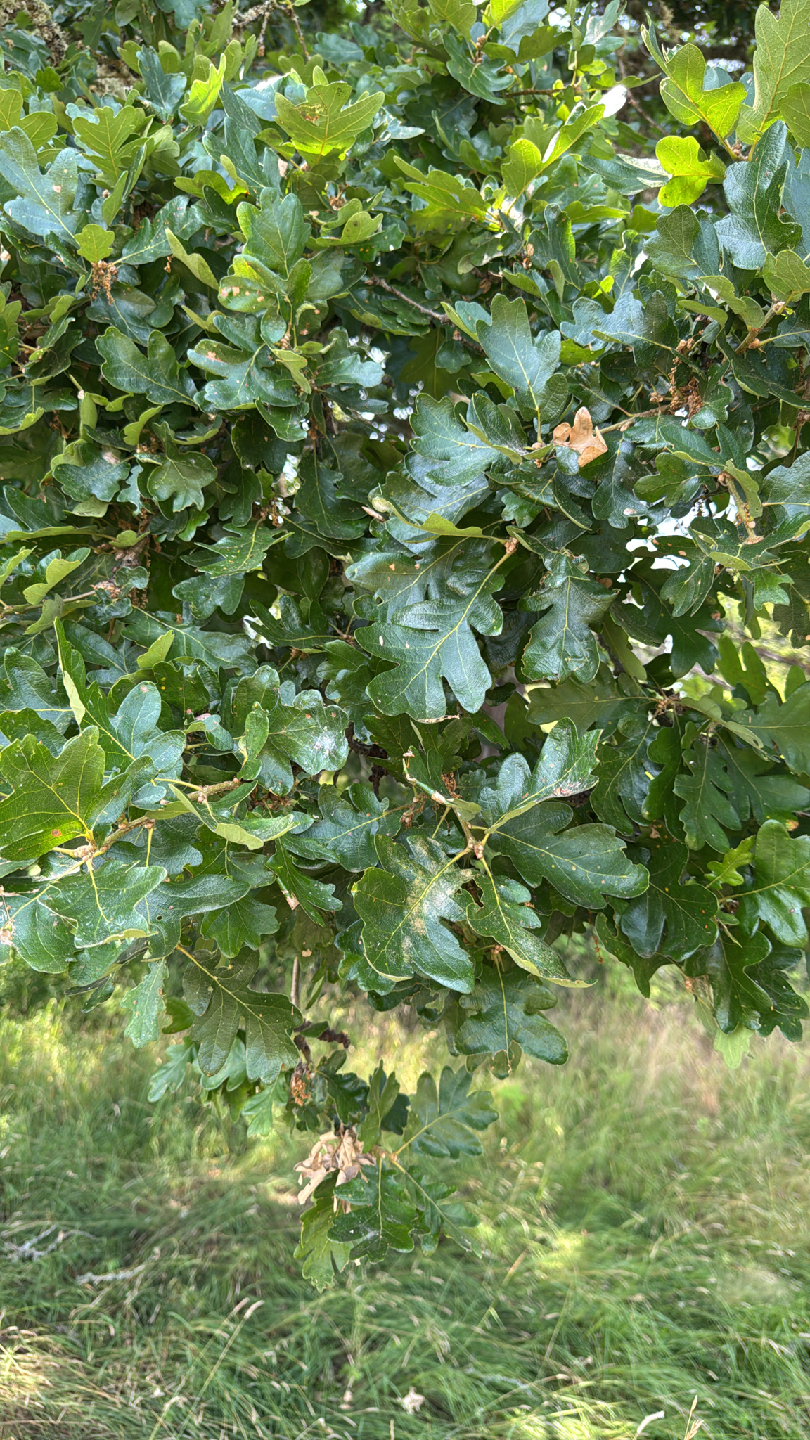 Quercus garryana