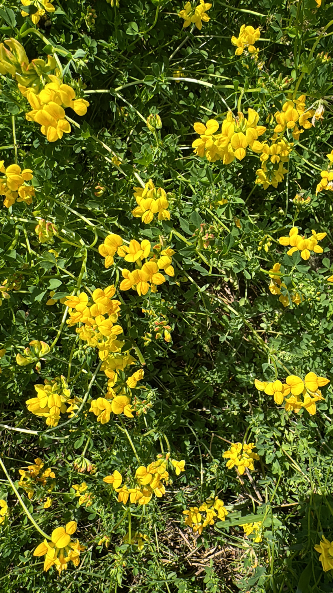 Lotus corniculatus
