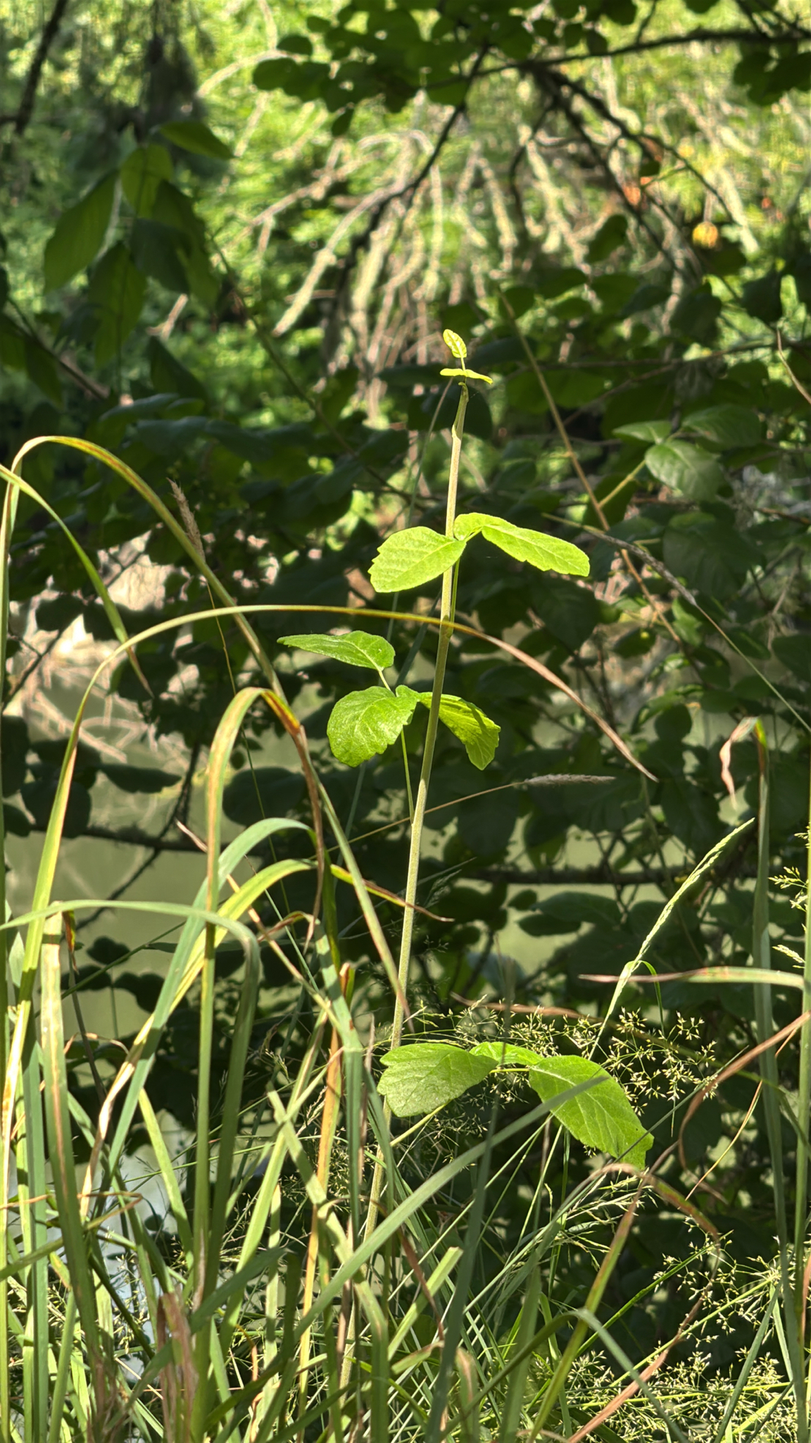 Toxicodendron diversilobum