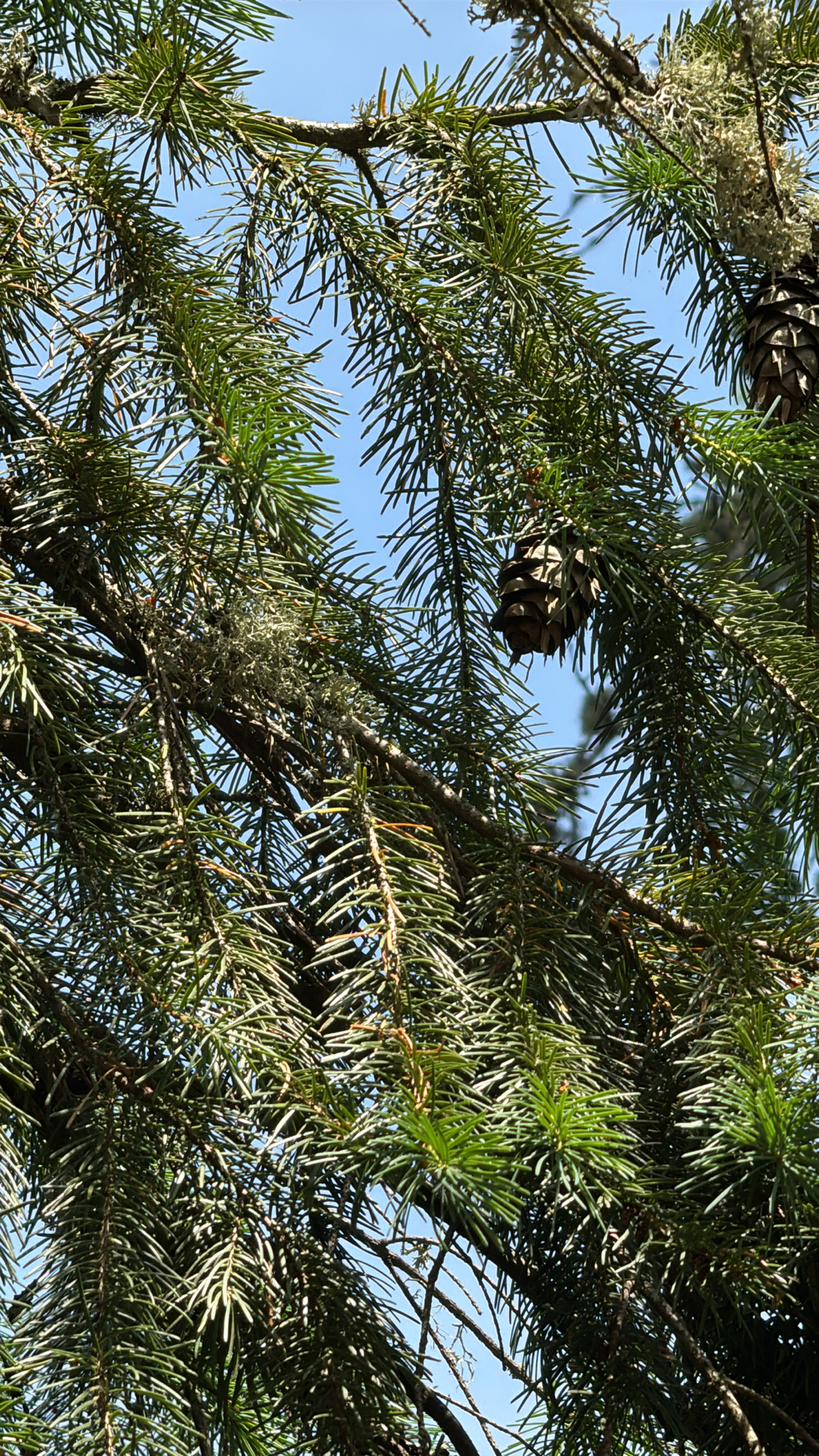 Pseudotsuga menziesii