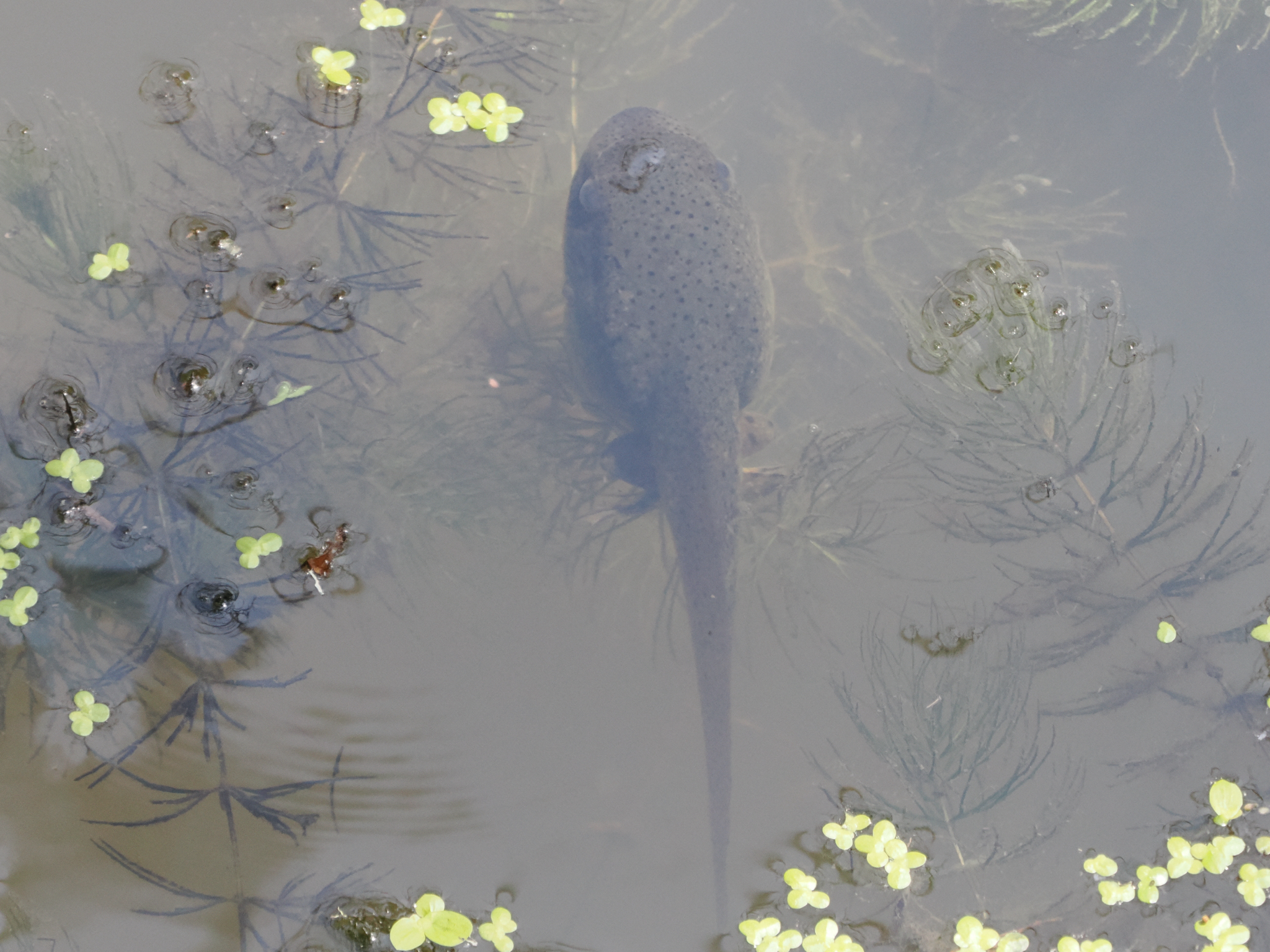 Lithobates catesbeianus