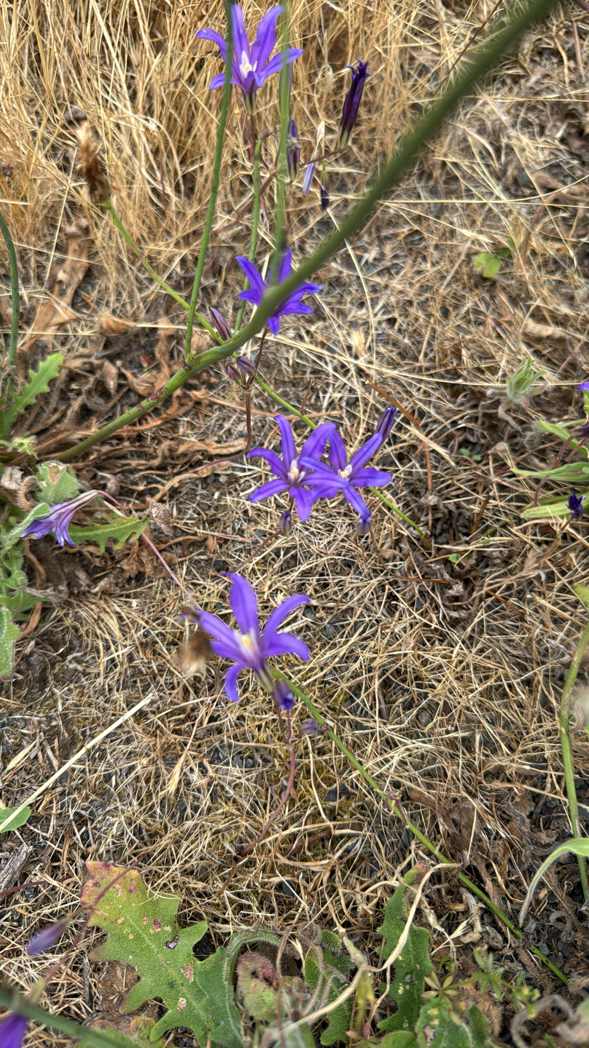 Brodiaea coronaria